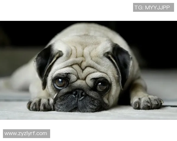 萌态十足的足球明星逗比瞬间壁纸,带你领略可爱与幽默的完美结合 萌态十足的足球明星逗比瞬间壁纸,带你领略可爱与幽默的完美结合